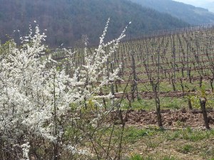 Sommerstuhl_Frühjahr