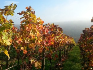 20141101_142916_Ausschnitt