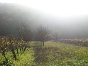 20141101_144828_Ausschnitt