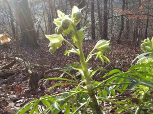 20150208_ stinkende nieswurz3