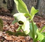 20150208_ stinkende nieswurz7