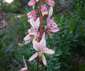 20150507_185505 Diptam_resized