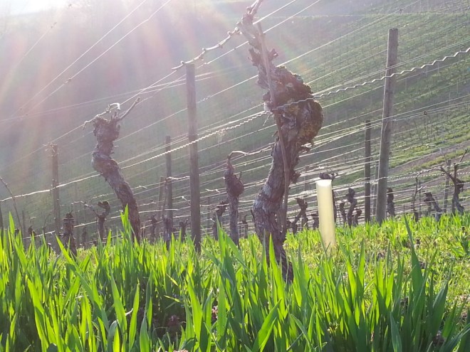 RebstöckeAbendlicht